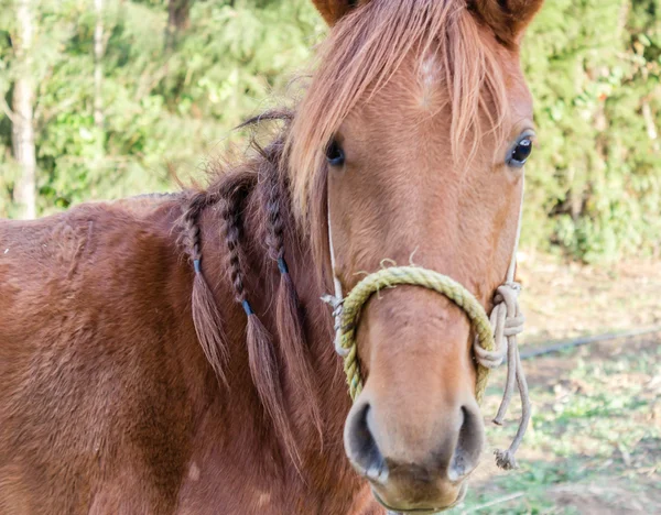 Cavalo com tranças — Fotografia de Stock