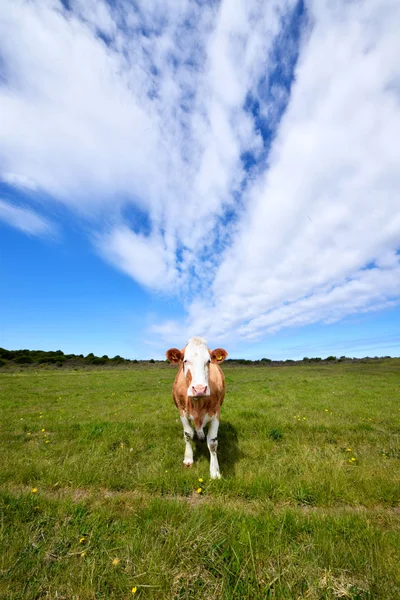 Vache curieuse — Photo