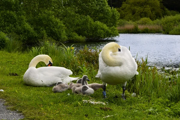 Swan родини — стокове фото