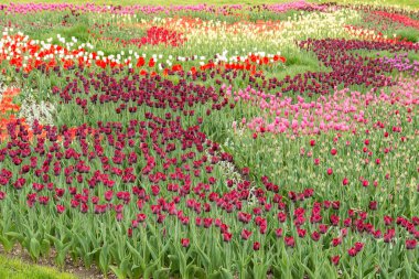 Parkta açan laleler.