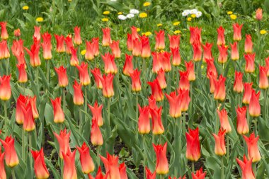 Bahçedeki kırmızı laleler.
