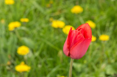 Lale dandelions arka plan alanında.