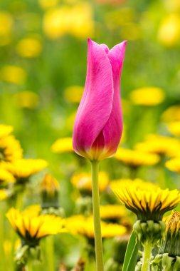 Lale dandelions arka plan alanında.