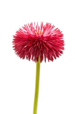 beyaz zemin üzerinde papatya.