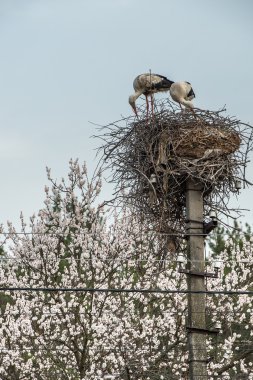 Leylek yuvası inşa.