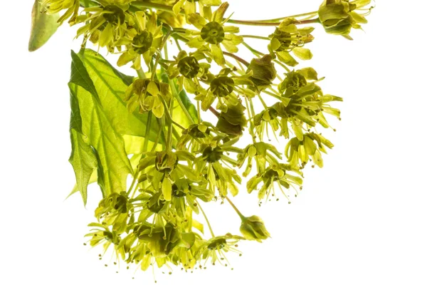 Detalle de un árbol con flores sobre un fondo blanco . —  Fotos de Stock