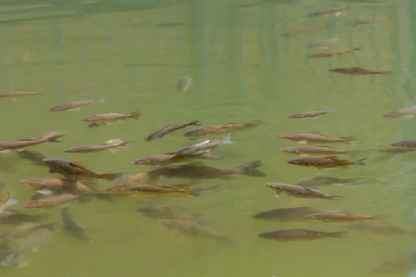 Migración de primavera de peces . — Foto de Stock