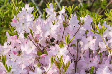 Botanik bahçesinde çiçek açan ormangülü.