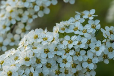 Çiçekli çalı alanlara.