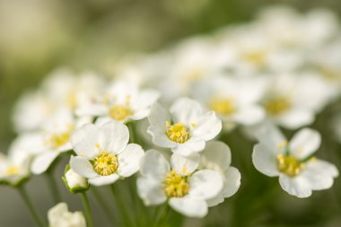 Çiçekli çalı alanlara.