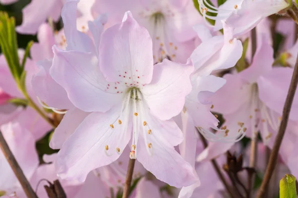 Kwitnący rododendron w ogród botaniczny. — Zdjęcie stockowe