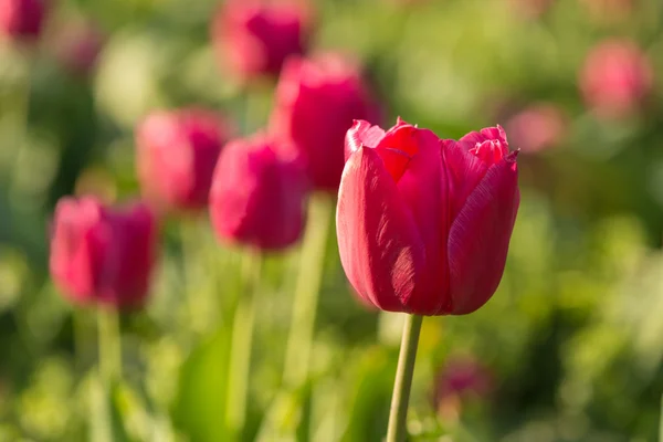 Tulips in a botanical garden. — Stock Photo, Image