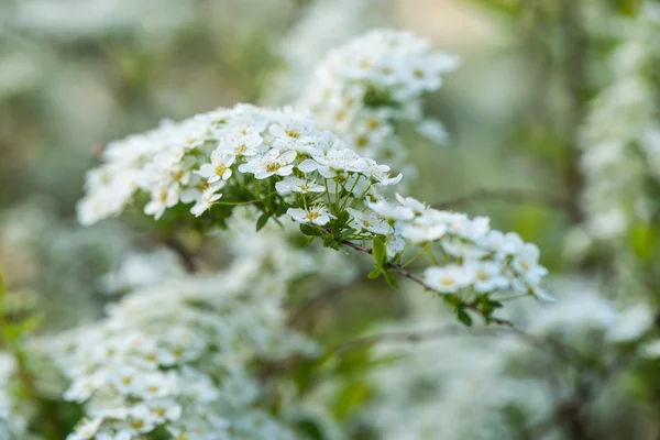 Blühende Buschspiraea. — Stockfoto