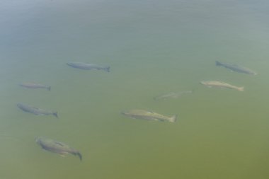 Bahar gölde alabalık.