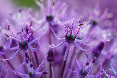 Mor çiçek açan soğan bitki bahçesinde. Çiçek dekoratif soğan. Yakın çekim yaz alanında çiçeklerin mor soğan... Menekşe allium çiçek (allium giganteum). Güzel çiçek açması soğan. Sarımsak çiçekler