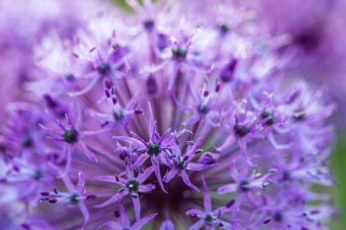 Mor çiçek açan soğan bitki bahçesinde. Çiçek dekoratif soğan. Yakın çekim yaz alanında çiçeklerin mor soğan... Menekşe allium çiçek (allium giganteum). Güzel çiçek açması soğan. 