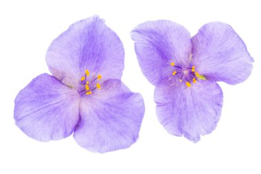 Bahçe çiçek tradescantia.