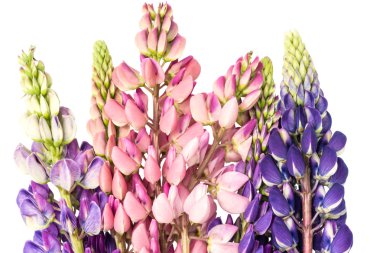 Lupin beyaz bir arka plan üzerinde uzun yıllar.