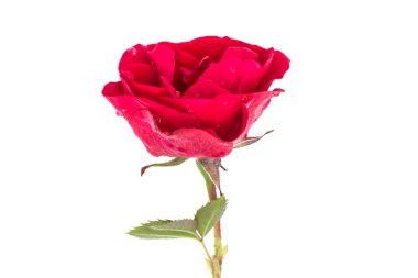 Beyaz arkaplanda kırmızı gül.