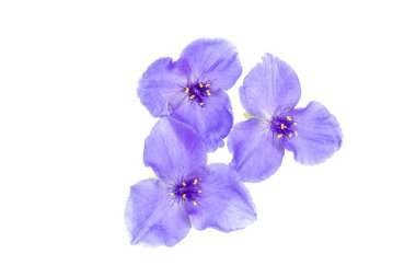 Bahçe çiçek tradescantia.