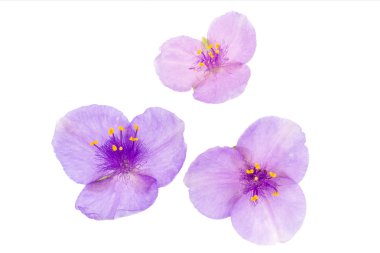 Bahçe çiçek tradescantia.