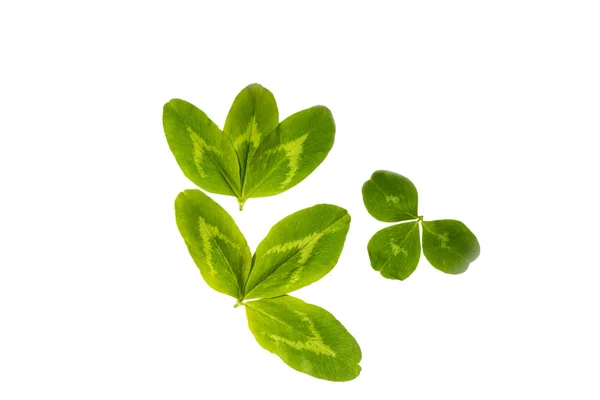 Clover leaves on a white background. — Stock Photo, Image