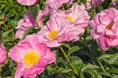  Çiçek açan Şakayık bush.