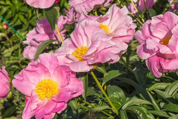 Arbuste de pivoine en fleurs . — Photo