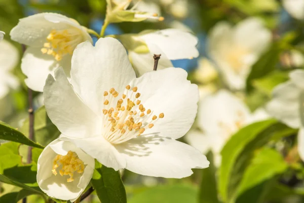 The flowers are fragrant jasmine. — Stock Photo, Image