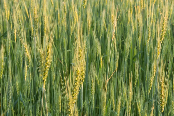 Spikelets buğday ışınları şafak. — Stok fotoğraf