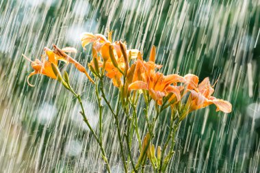  Yaz yağmur ve çiçekler daylily.