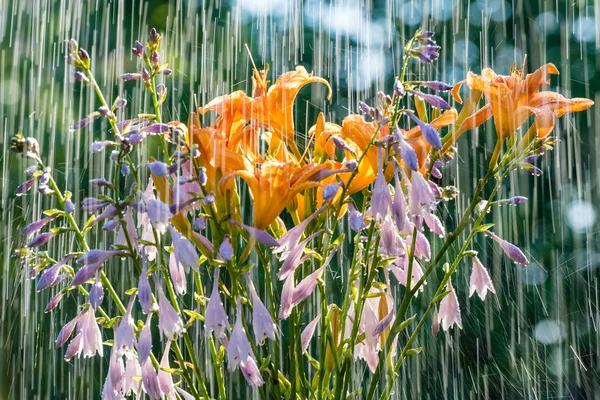 Nyári eső és kerti virágok. — Stock Fotó
