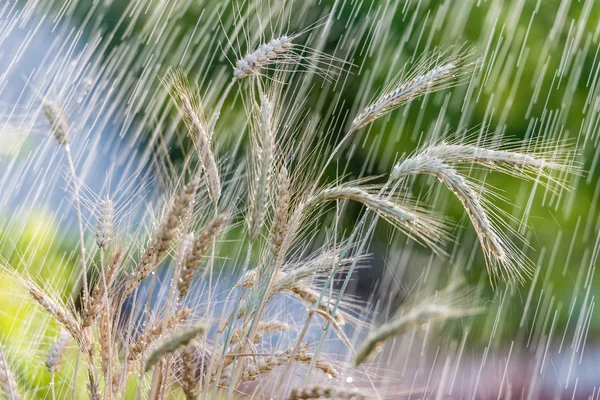 Summer rain and wheat spikelets. — Stock Photo, Image