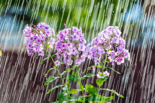 Summer rain and phlox. — Stock Photo, Image