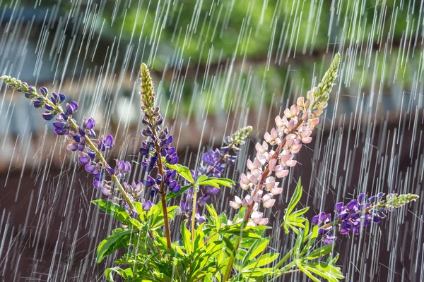Summer rain and long lupine. — Stock Photo, Image