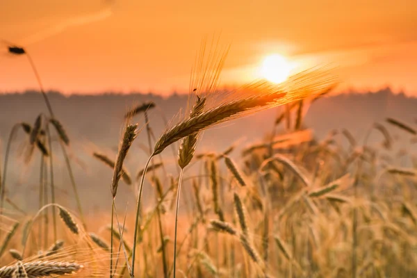 Dawn in a wheat field. — Stock Photo, Image