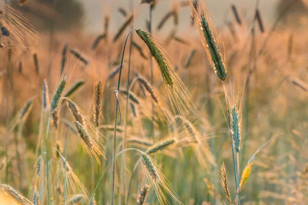 Ähren aus Weizen und Sonnenaufgang auf dem Feld. — Stockfoto