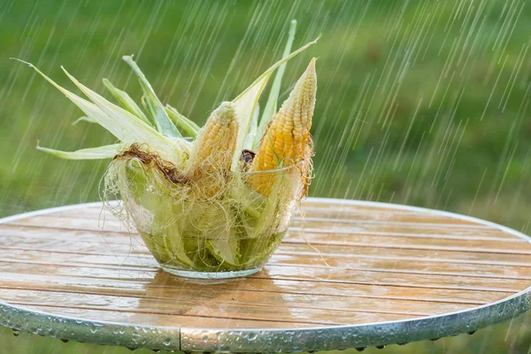 Summer rain and corn in a garden. — Stock Photo, Image