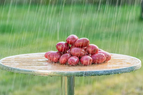 The fruits of potatoes and summer rain. — Stock Photo, Image