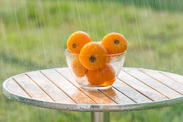 Summer rain and yellow tomatoes. — Stock Photo, Image