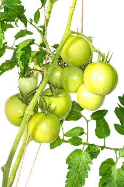 Grüne Tomaten auf einem Beet im Garten. — Stockfoto