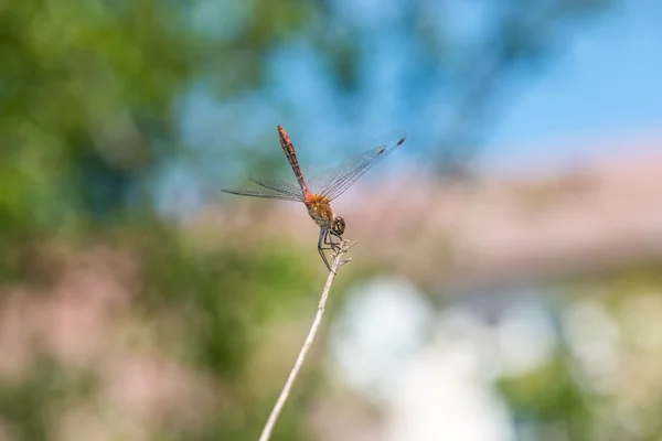 Libelle auf einem Ast im Garten. — Stockfoto