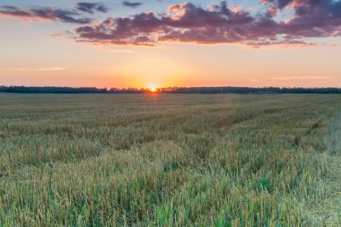 Günbatımı hasat sonra alanındaki.