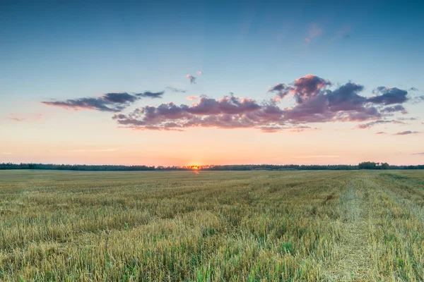 Sonnenuntergang auf dem Feld nach der Ernte. — Stockfoto