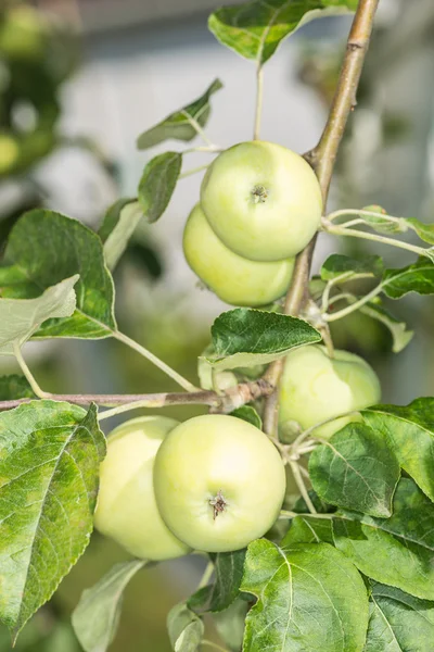 Zöld alma egy fán. — Stock Fotó