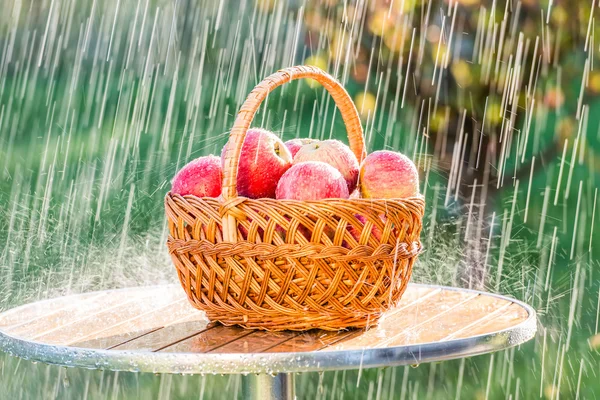 Summer rain and a basket with apples. — Stock Photo, Image