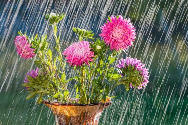 Yaz yağmuru ve güzel aster.