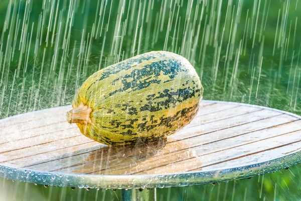 Summer rain and pumpkin. — Stock Photo, Image