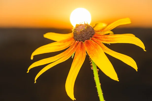 Beautiful flower rudbeckia in the rays of dawn. — Stock Photo, Image