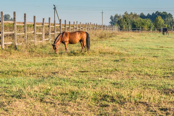 Ló legelőn. — Stock Fotó